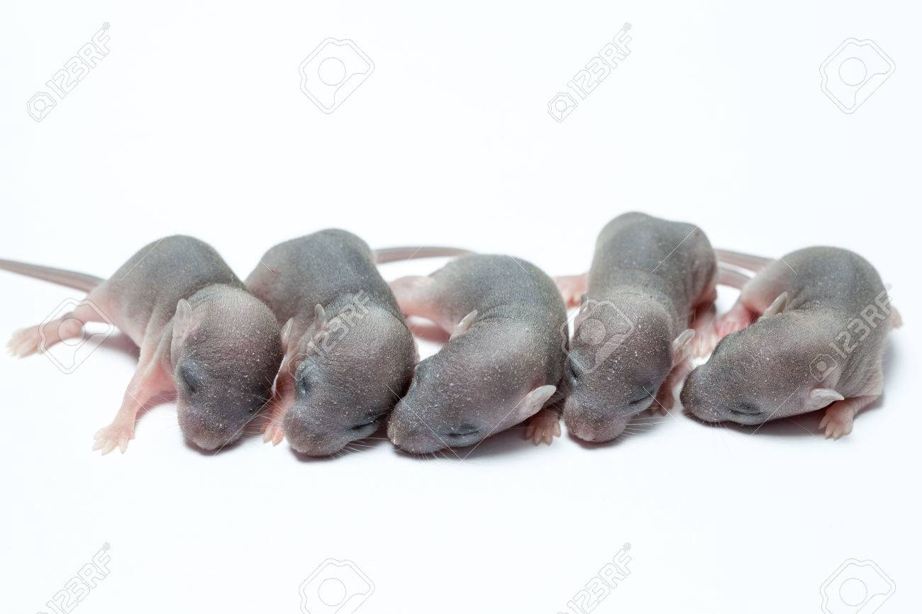 Cinco Bebe Recien Nacido De Un Raton En Blanco Fotos Retratos Imagenes Y Fotografia De Archivo Libres De Derecho Image