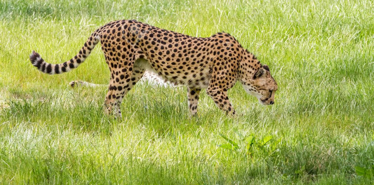 アジアの Cheetah がある草の中 の写真素材 画像素材 Image