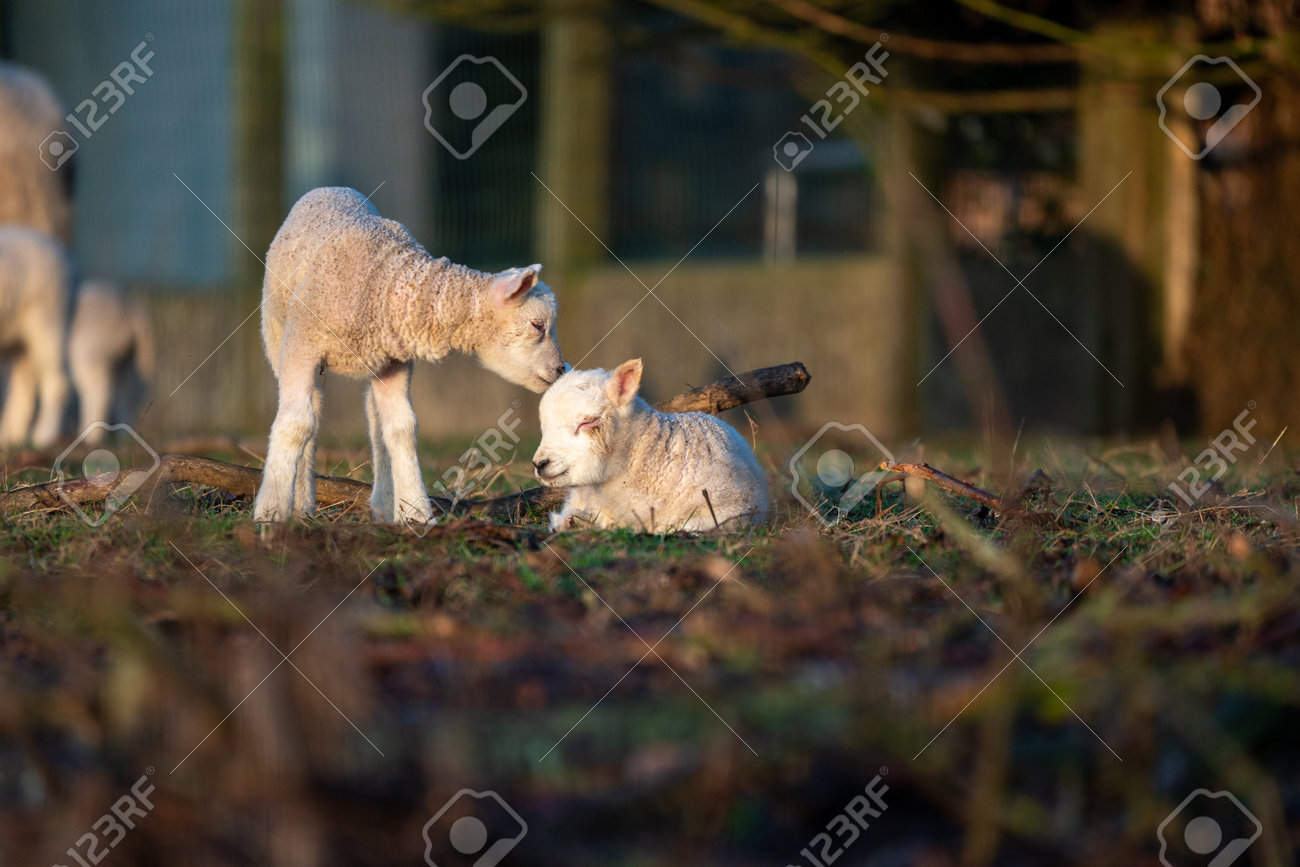 etiam-dictum-ipsum-a-felis