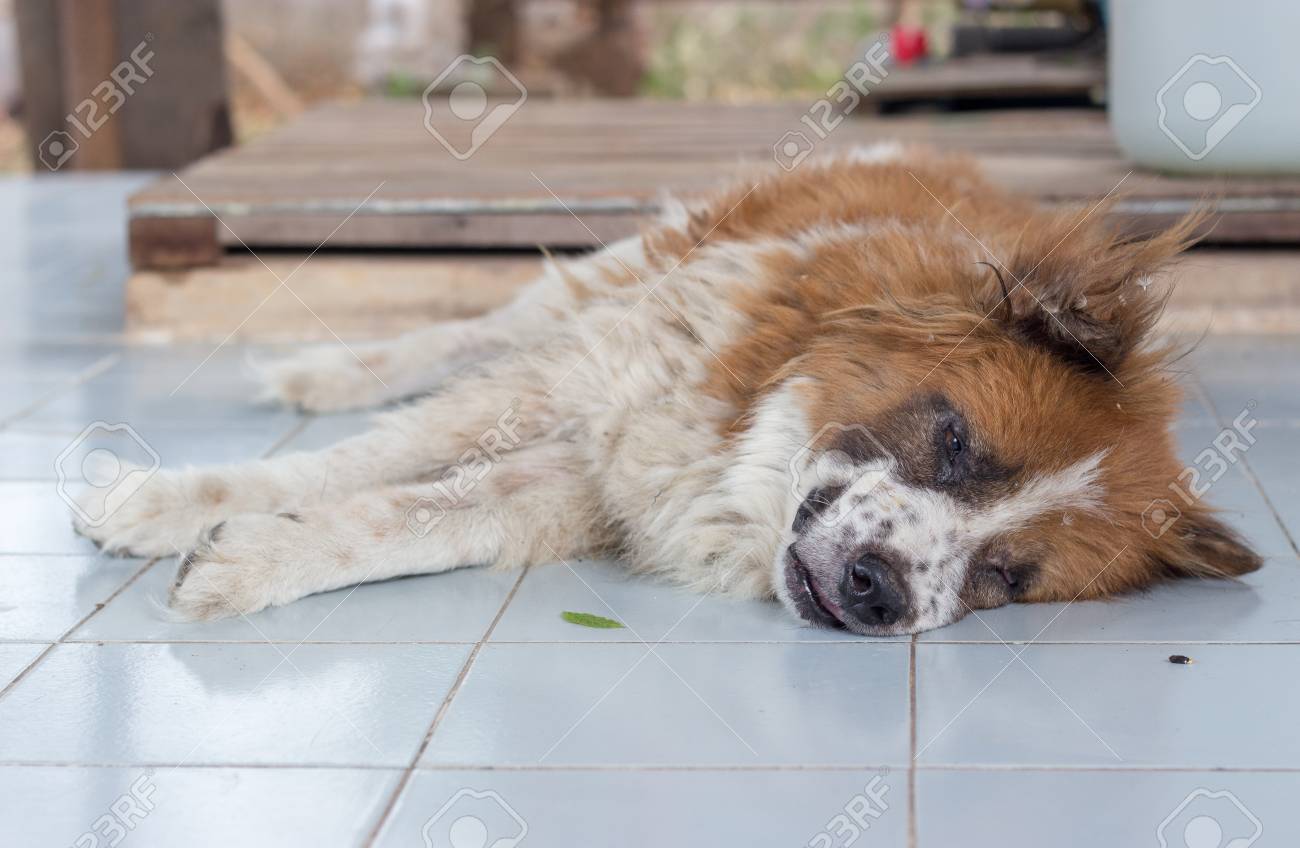 etiam-dictum-ipsum-a-felis