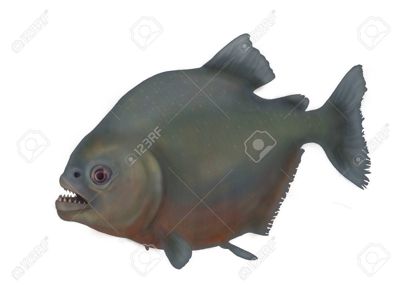 ピラニア の写真素材 画像素材 Image ピラニア の写真素材 画像素材 Image