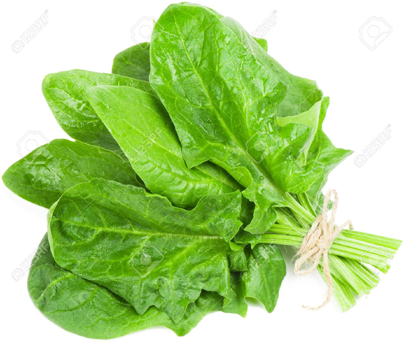 Bunch Of Spinach Leaves On Isolated White Background Stock Photo, Picture  and Royalty Free Image. Image 25807175.