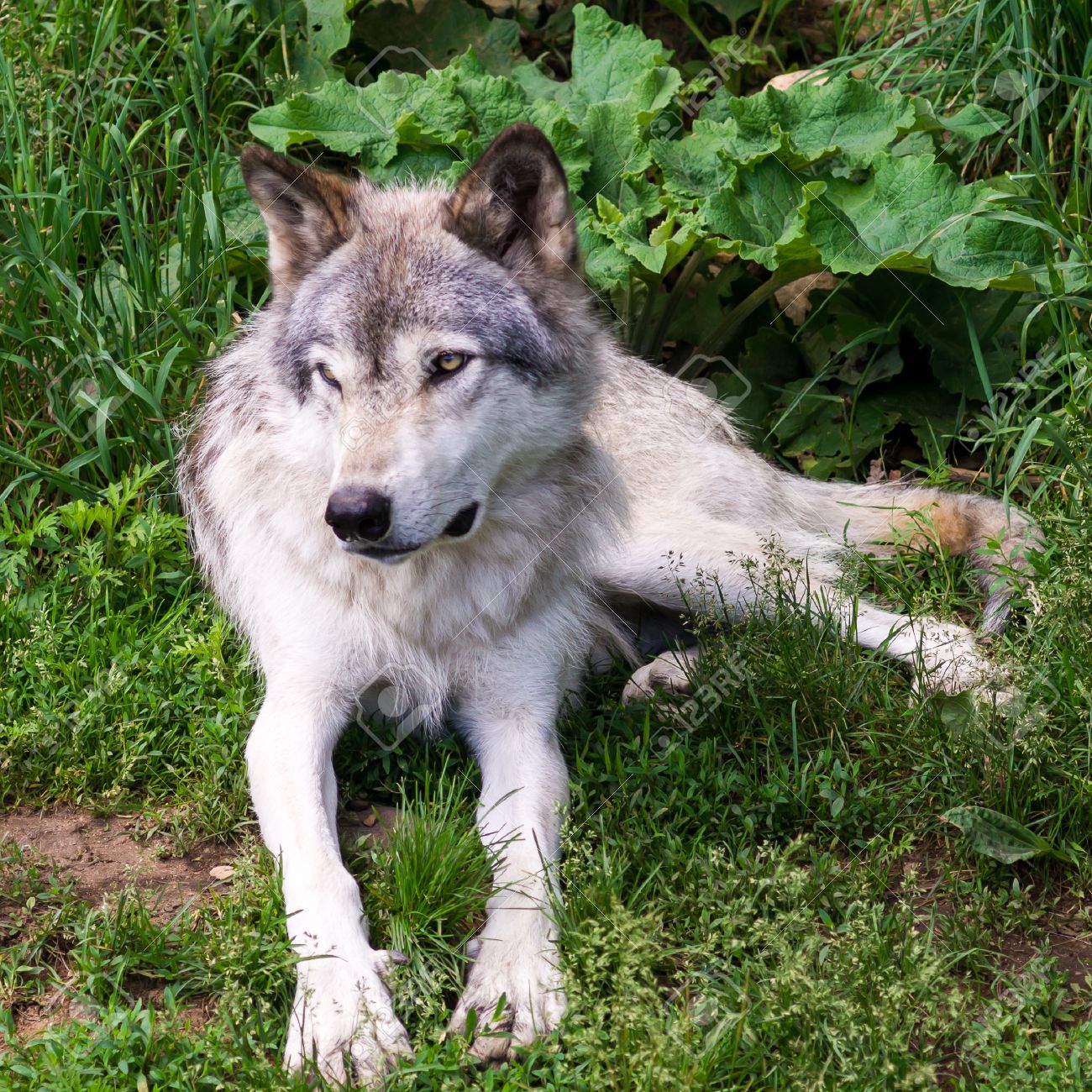 美しい野生オオカミ飼育下でケベック州の公園で の写真素材 画像素材 Image