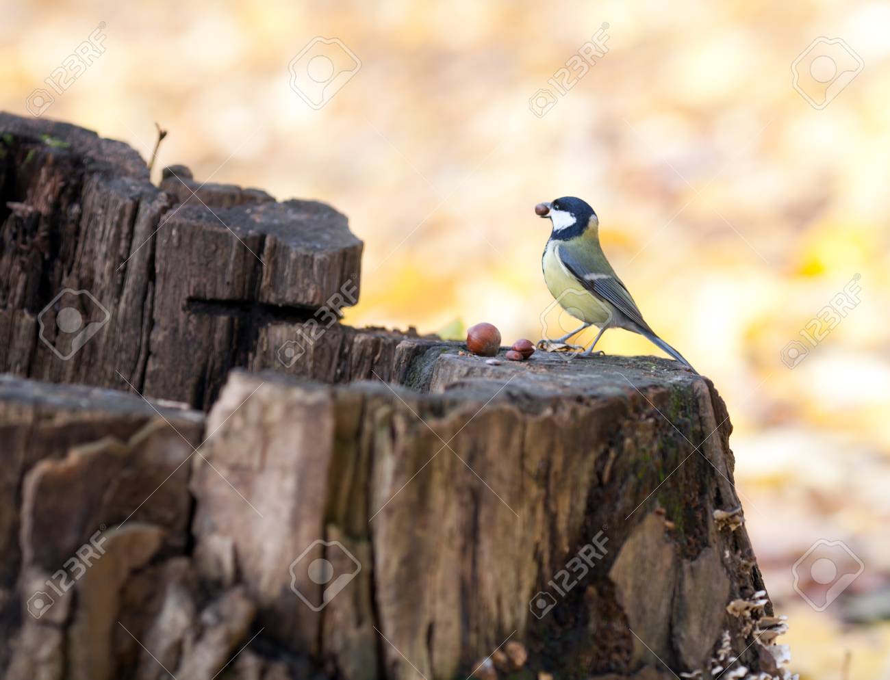 etiam-dictum-ipsum-a-felis