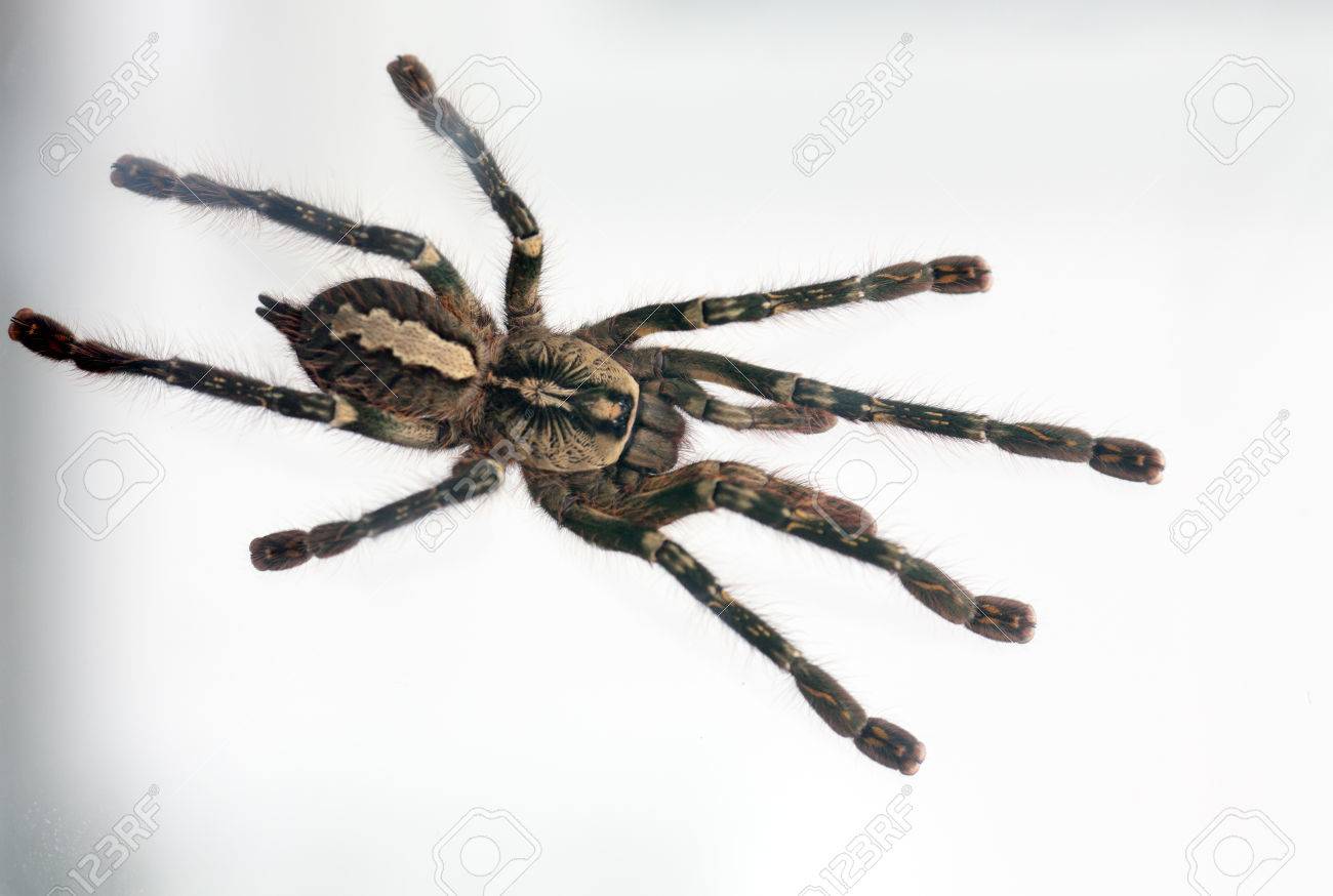 美しい蜘蛛タランチュラ Poecilotheria 発生クローズ アップ 写真危険なクモ の写真素材 画像素材 Image 美しい蜘蛛タランチュラ Poecilotheria 発生クローズ アップ 写真危険なクモ の写真素材 画像素材 Image