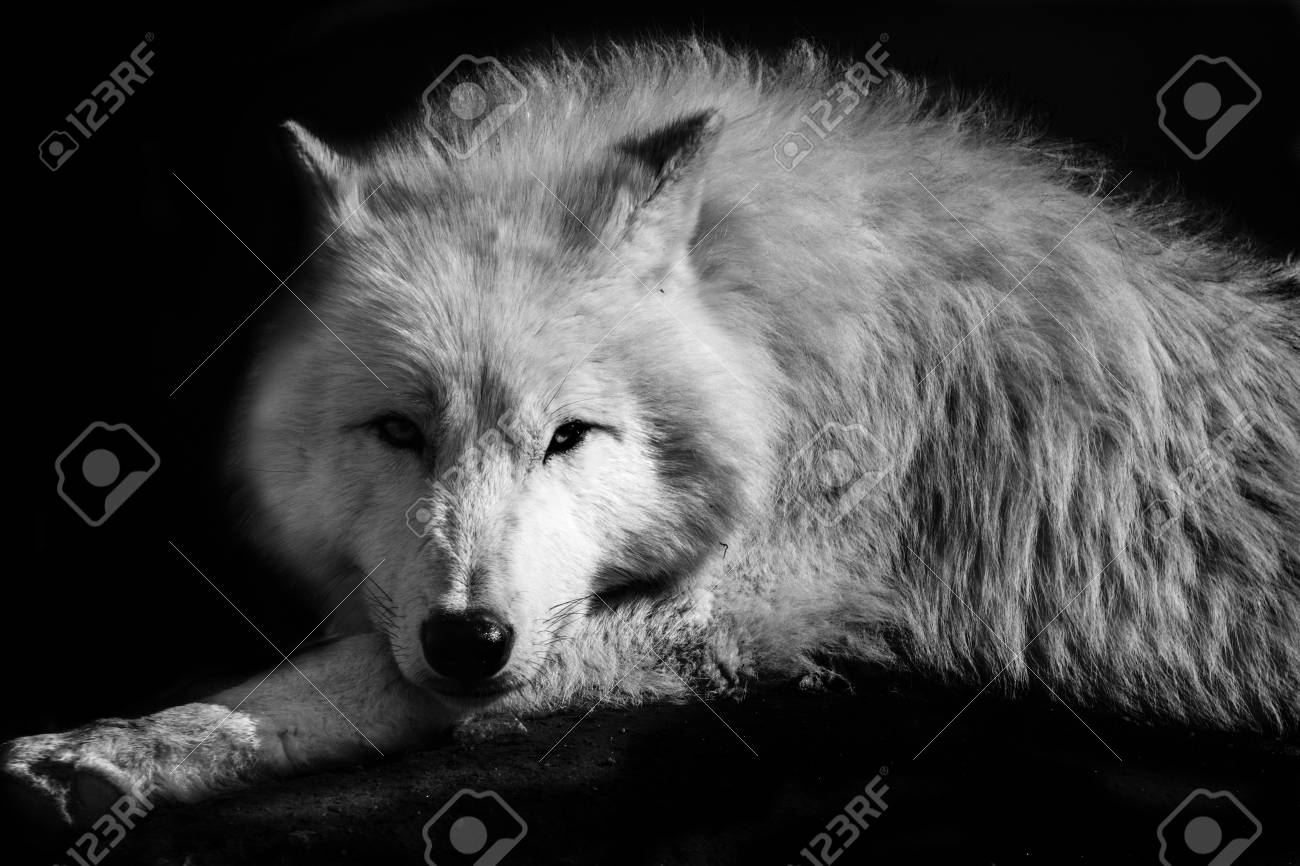 Black white wolf northern lying on the earth
