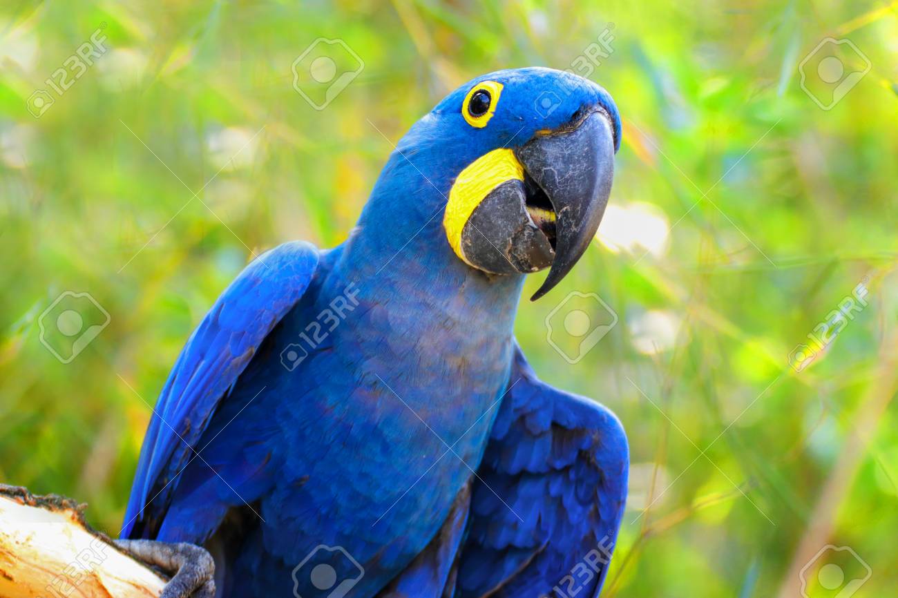 Big Blue Parrot Ara Hyacinth Macaw, Anodorhynchus Hyacinthinus, Blue King  Green Amazon On The Green Background. Photo Of The Animal World. Parrot Ara  Hyacinth Macaw On The Green Background. Stock Photo, Picture