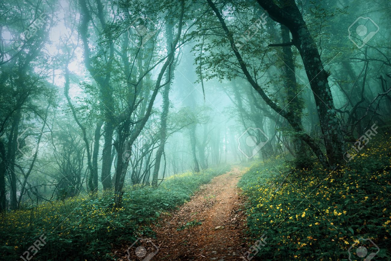 Road Through A Mysterious Dark Forest In Fog With Green Leaves And Yellow Flowers Spring Morning In Crimea Magical Atmosphere Fairytale Stock Photo Picture And Royalty Free Image Image