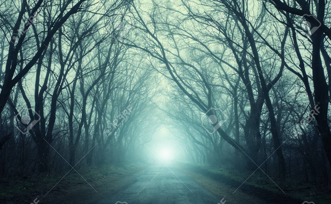 秋の霧の中で緑色の光で怖いの神秘的な森を通る道路 魔法の木 自然霧の風景 の写真素材 画像素材 Image