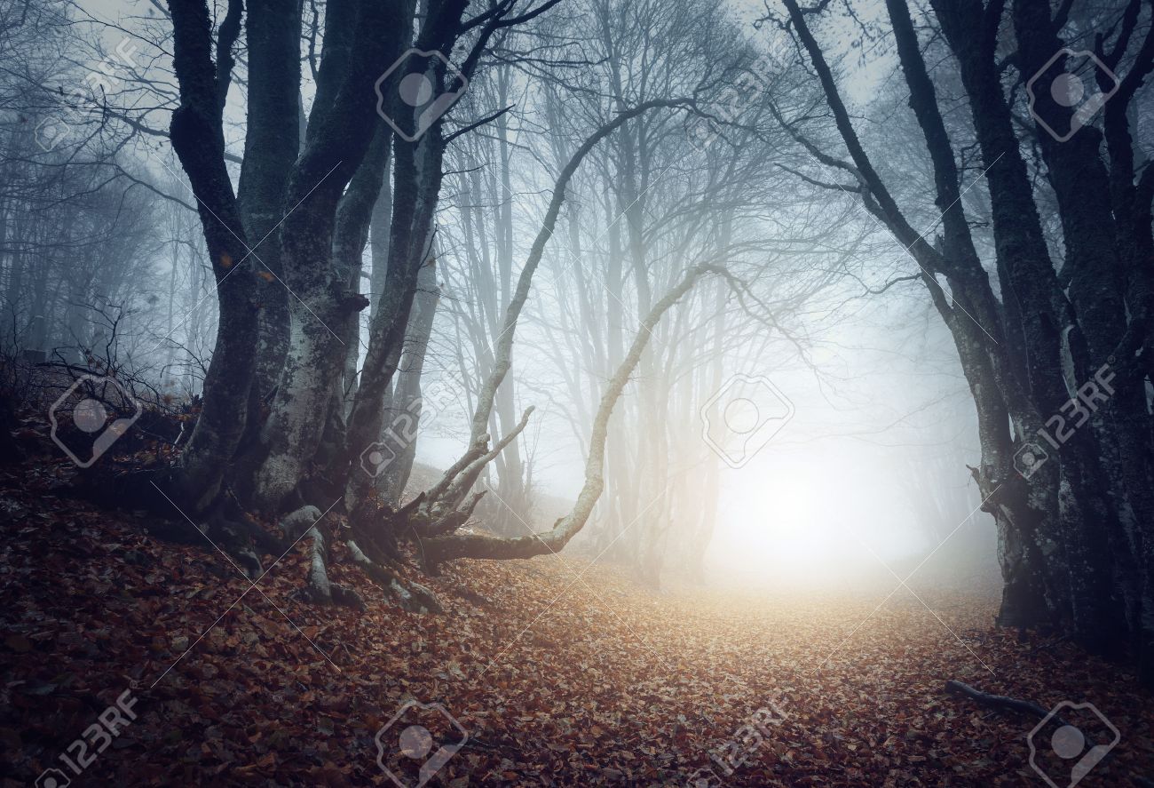 秋の霧の中で神秘的な森を怖い 魔法の木 自然霧の風景 の写真素材 画像素材 Image