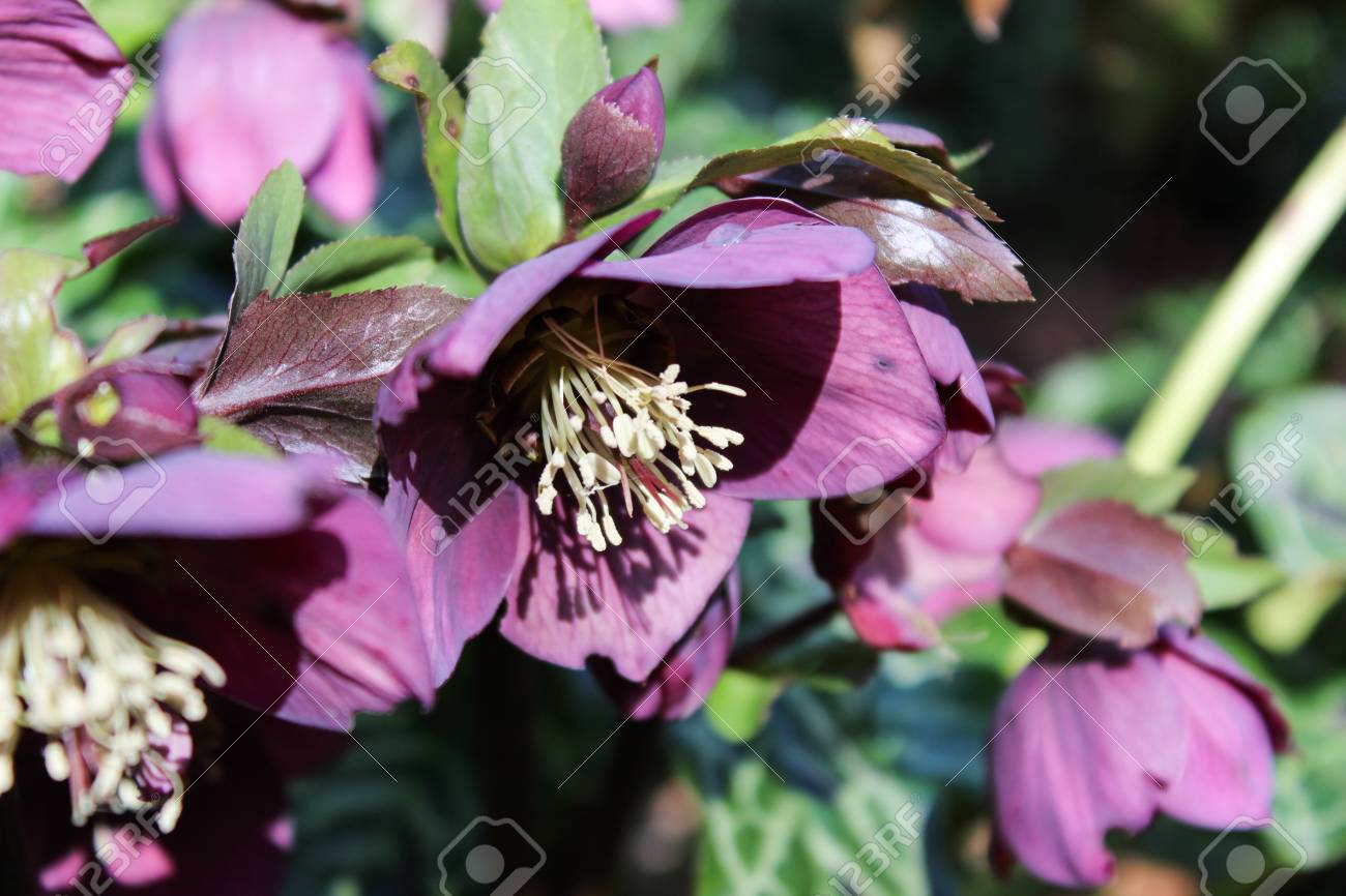 Nieswurz Blume Fruhjahr Blumen Lizenzfreie Fotos Bilder Und Stock Fotografie Image 37369177