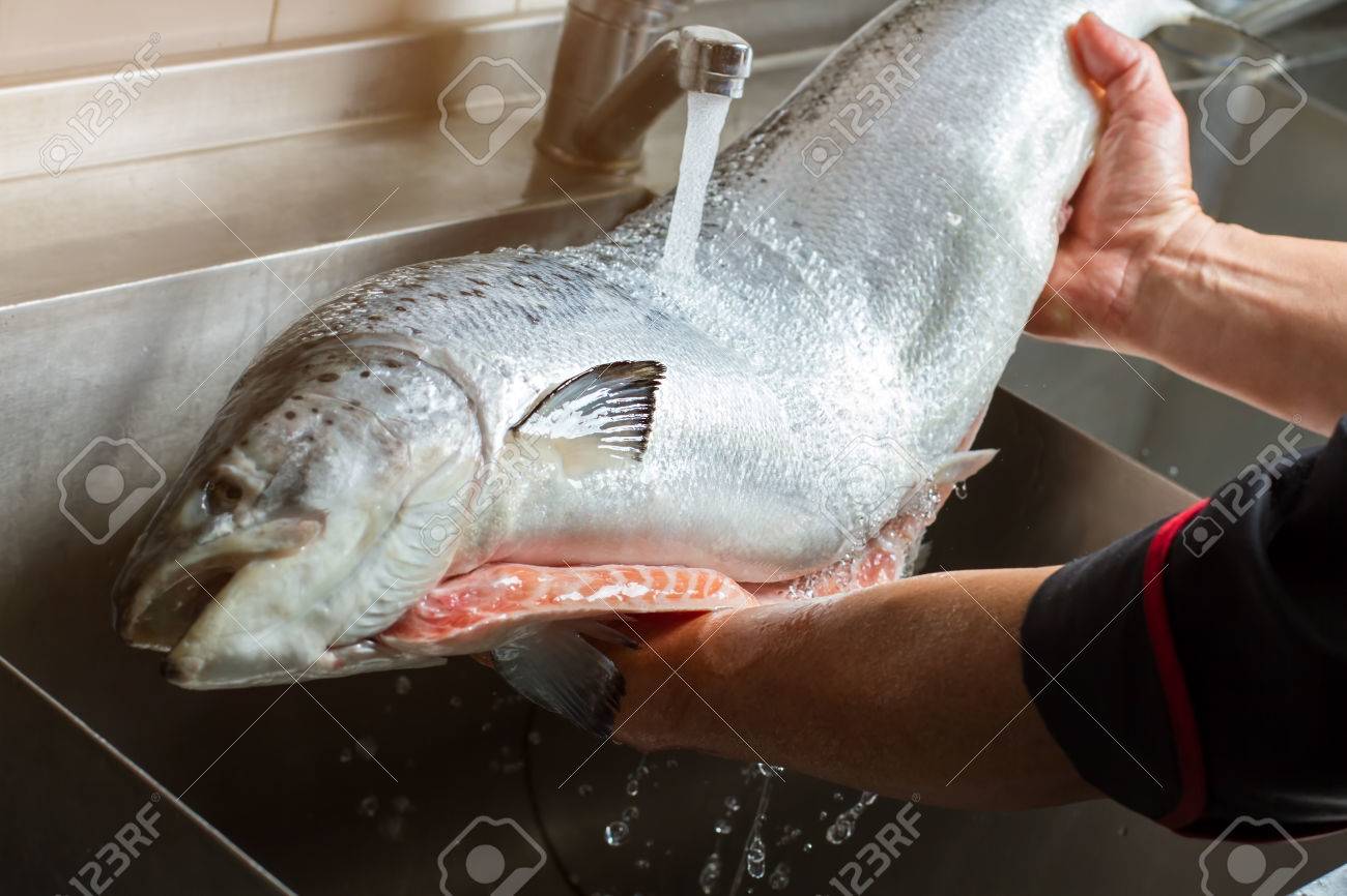 大きな魚を洗う手 水の流れの下で生の魚 シェフには サケが必要があります 夕食を調理する時間です の写真素材 画像素材 Image 大きな魚を洗う手 水の流れの下で生の魚 シェフには サケが必要があります 夕食を調理する時間です の写真素材 画像素材 Image
