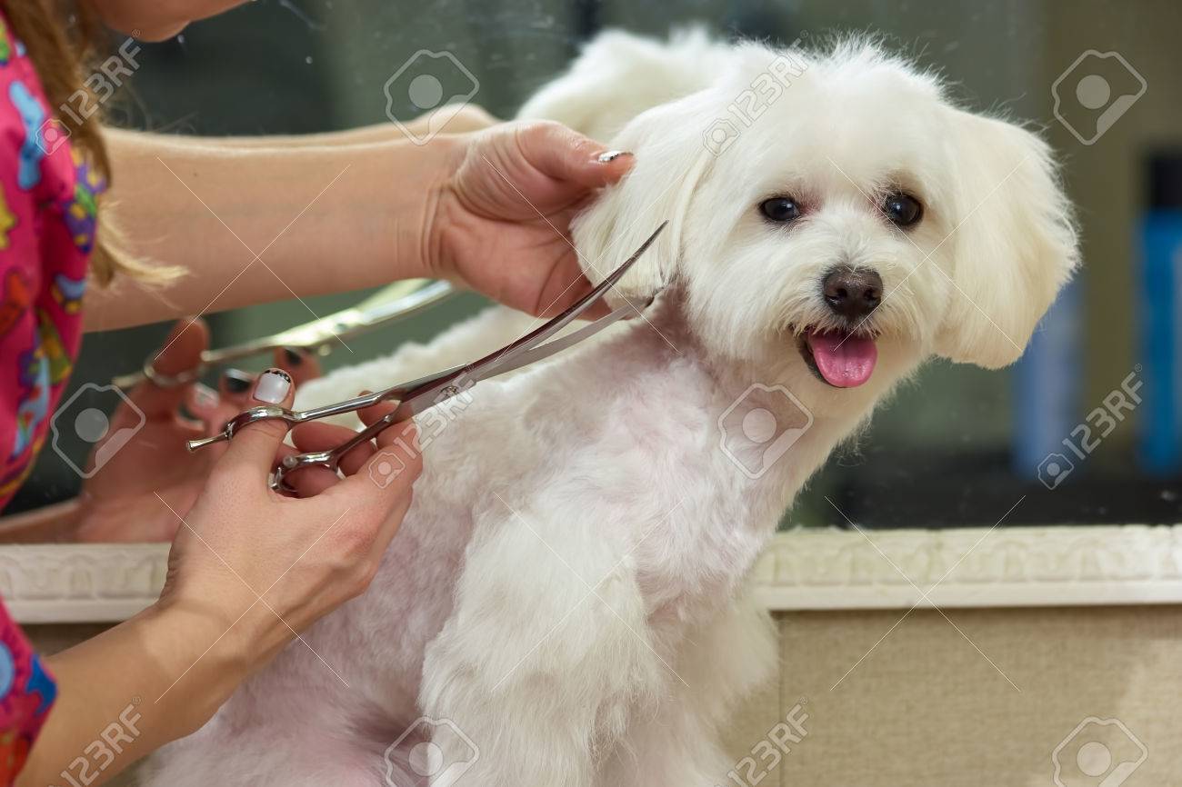Hands With Scissors Dog Grooming Adorable White Maltese
