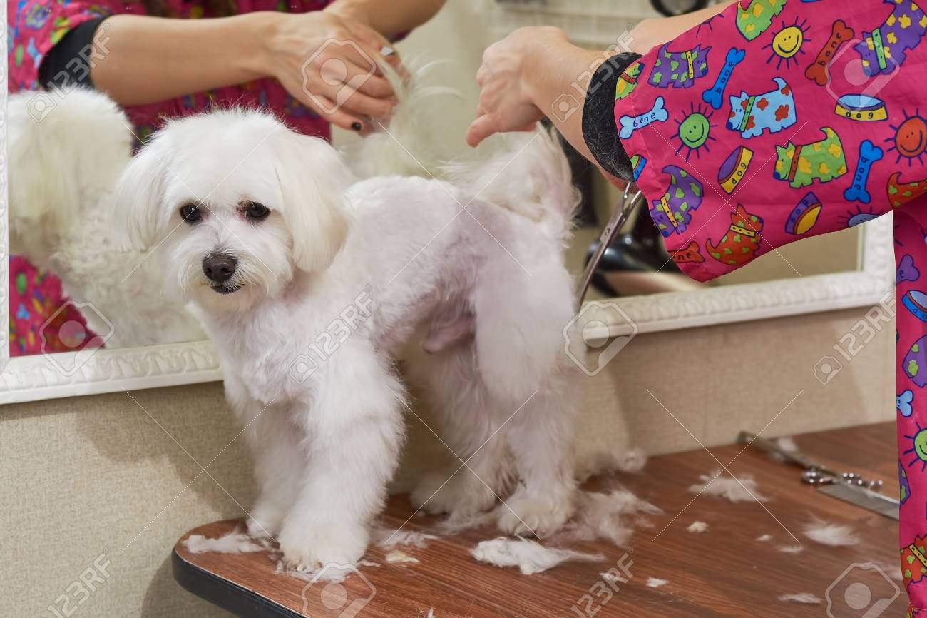 Cute White Maltese Being Groomed Hands With Scissors Dog Haircut