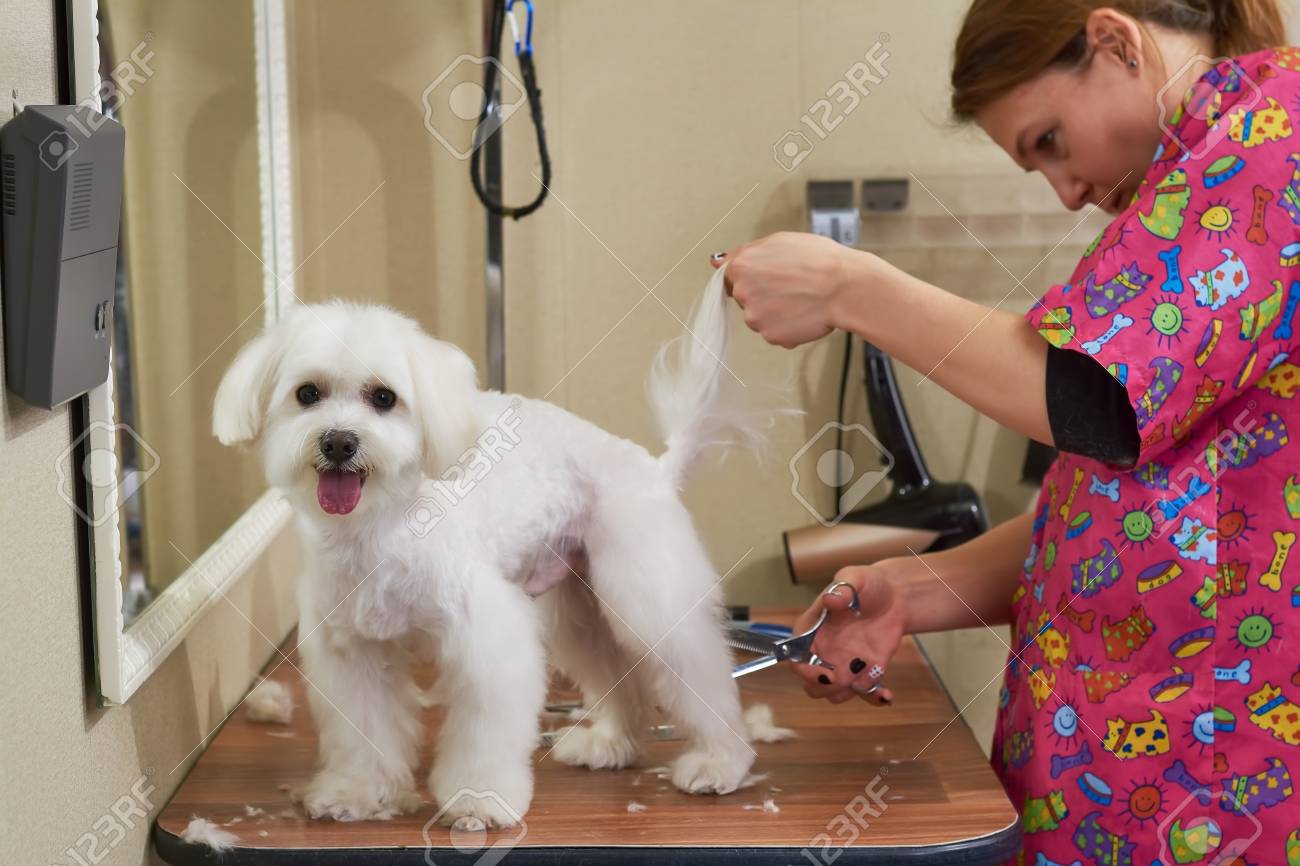 Maltese Getting Haircut Female Groomer Woman With Scissors