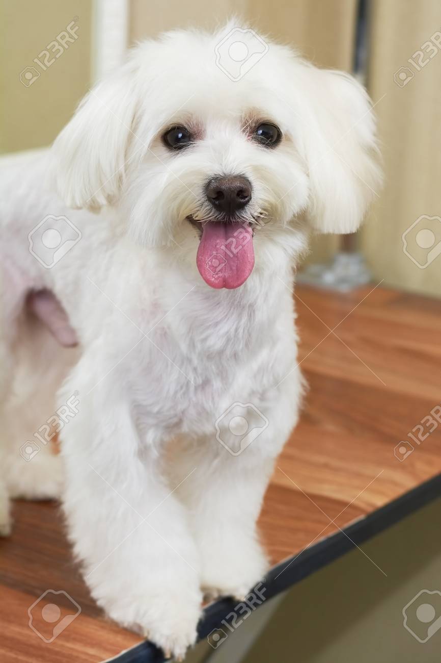 White Maltese Macro Dog With Tongue Sticking Out Stock Photo Picture And Royalty Free Image Image 83933004