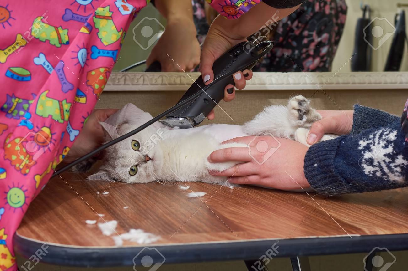 British Shorthair Grooming Cat Getting A Haircut Trimmer Stock