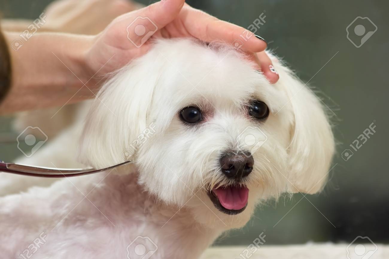 犬の毛づくろいをクローズ アップ 白いマルチーズの顔 の写真素材 画像素材 Image