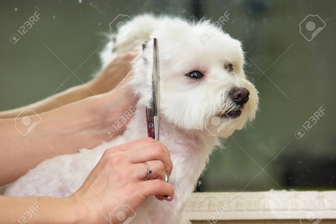 Hands Of Groomer White Maltese Dog Grooming Scissors Stock Photo Picture And Royalty Free Image Image 87615412