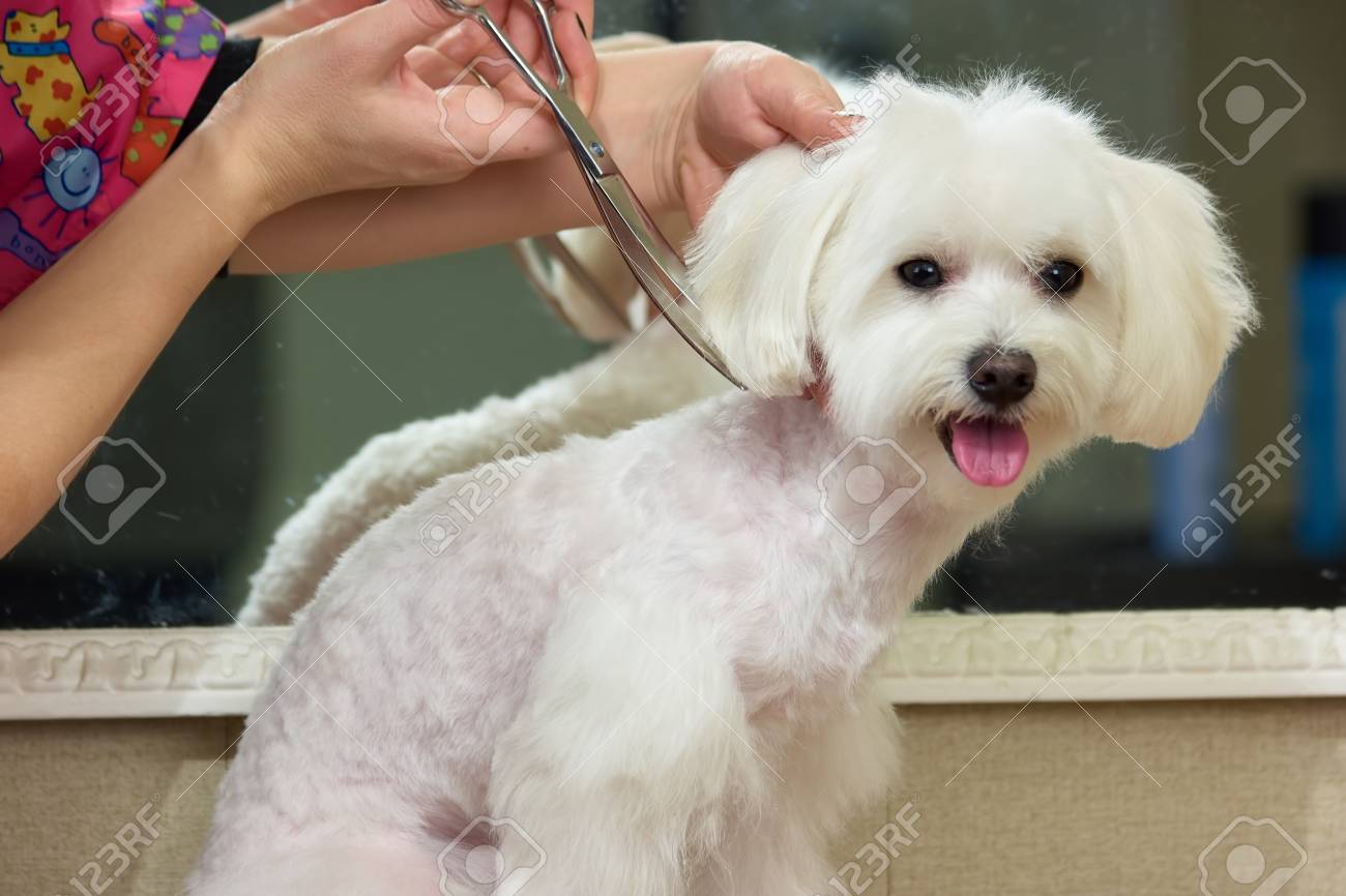Hands With Scissors Grooming Dog Cute White Maltese
