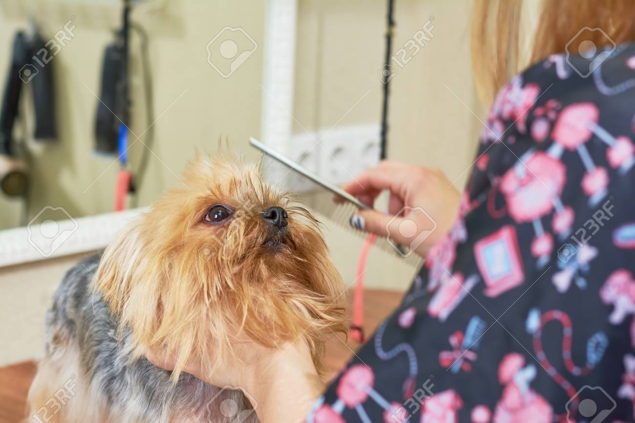 トリマーで小型犬 ニューヨーク テリアの顔 の写真素材 画像素材 Image