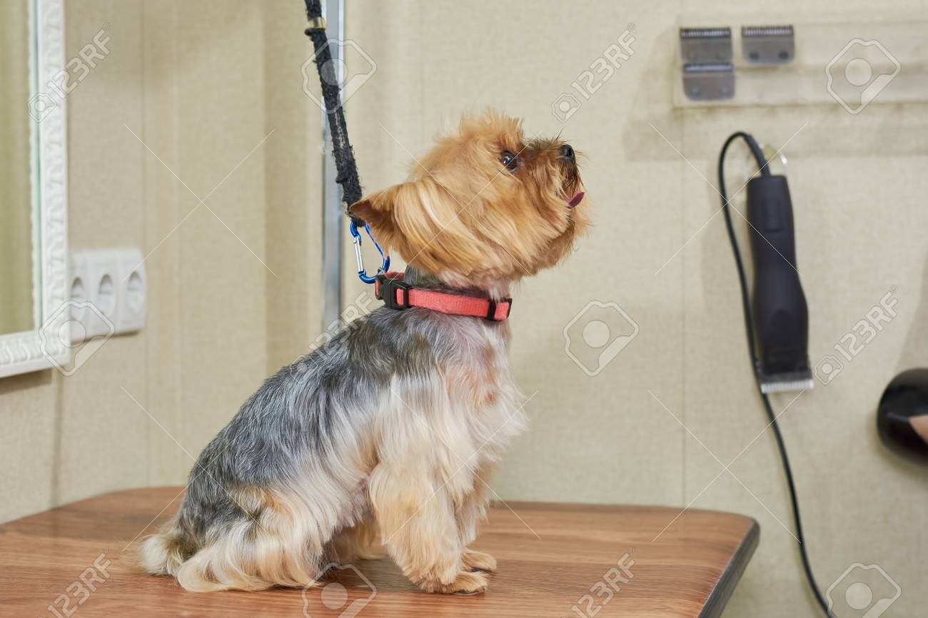 ニューヨークのテリアの側面図です 小型犬はテーブルの上に座って イギリスから発信された犬種 の写真素材 画像素材 Image