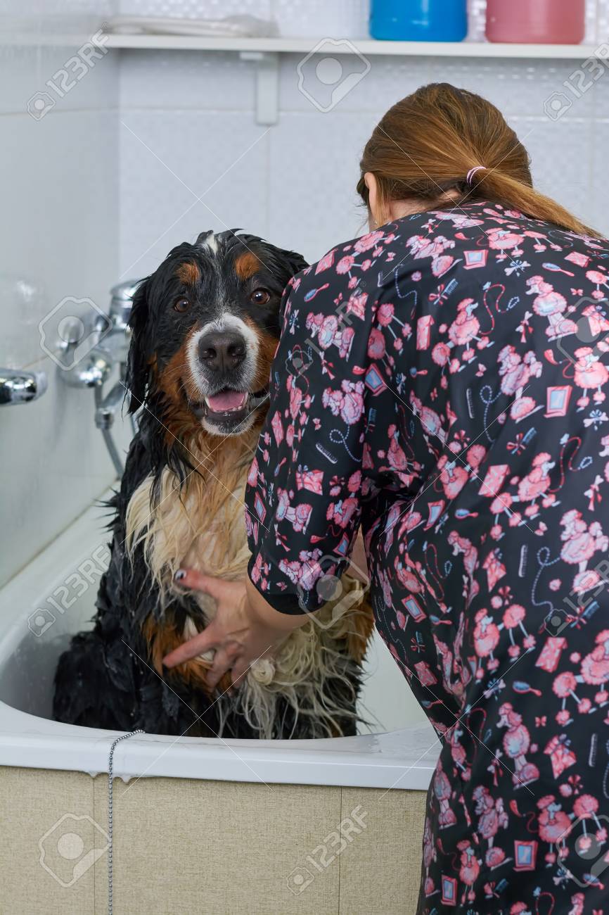 プラス プライバシー ルーキー 犬 バーニーズ どこにでも 組み立てる 便利