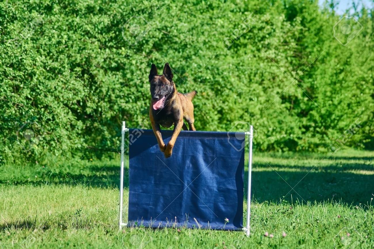 犬がバーをジャンプ ジャンプ 犬は敏捷性の競争に参加しています の写真素材 画像素材 Image