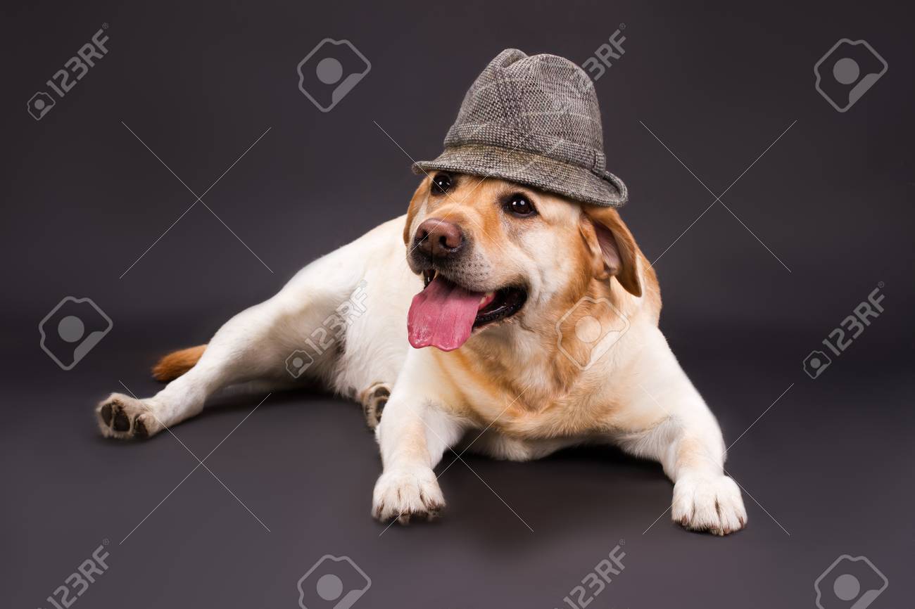 yellow lab hat