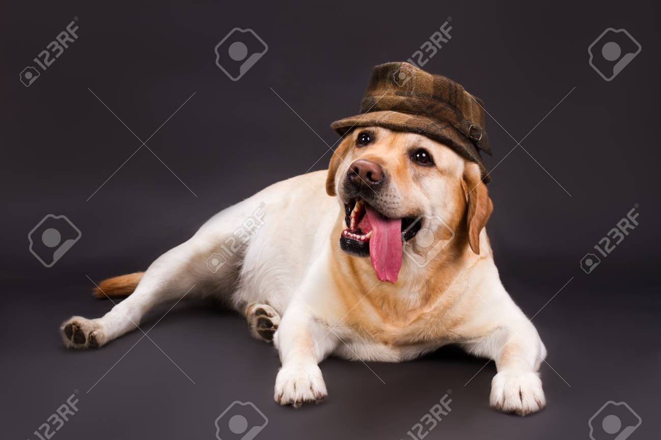yellow dog hat