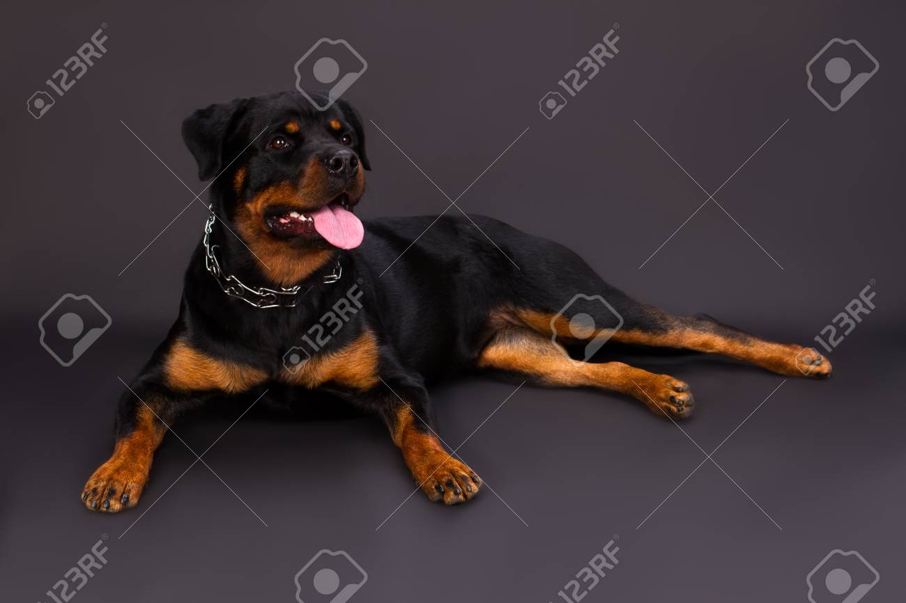 rottweiler neck chain