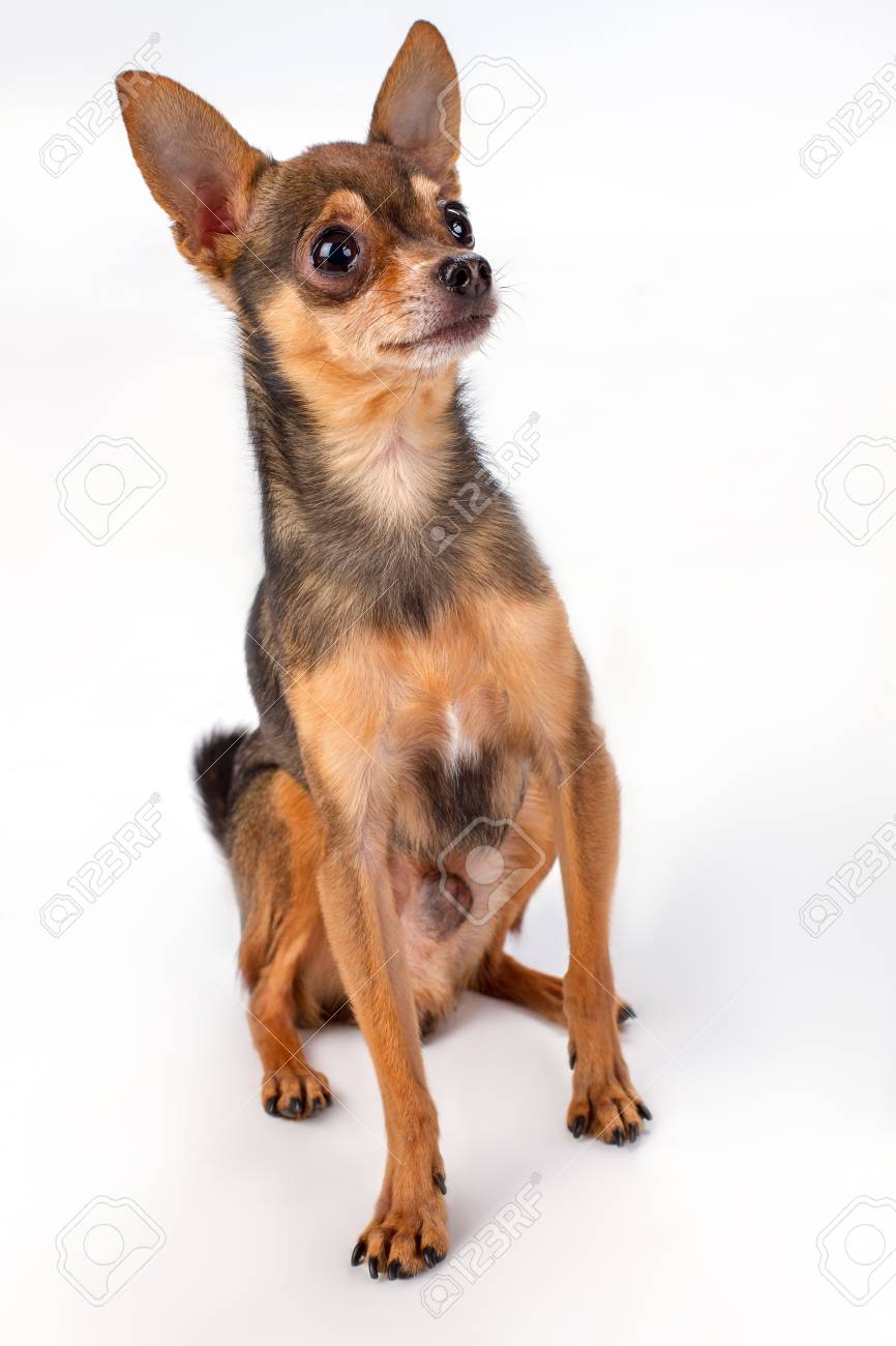 mini russian toy terrier