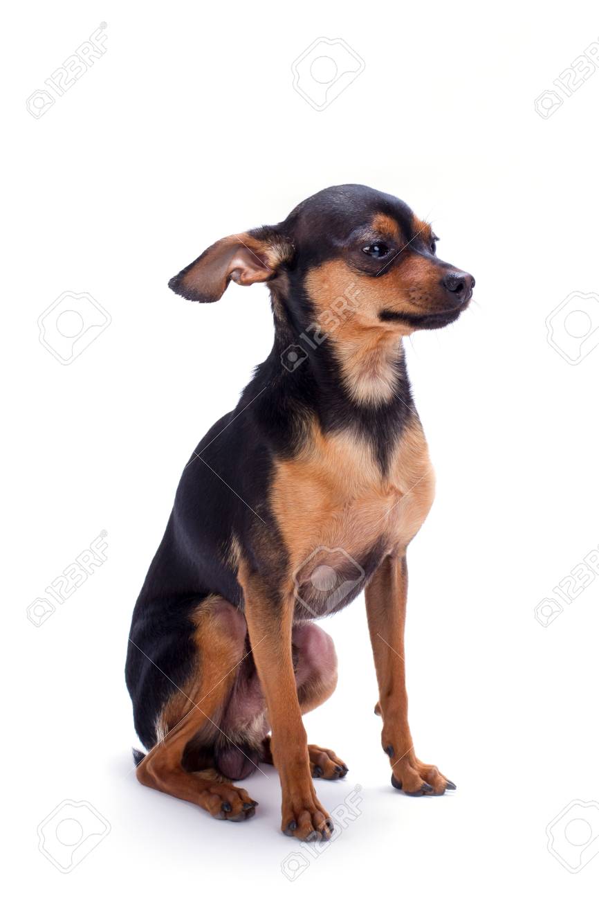 mini russian toy terrier