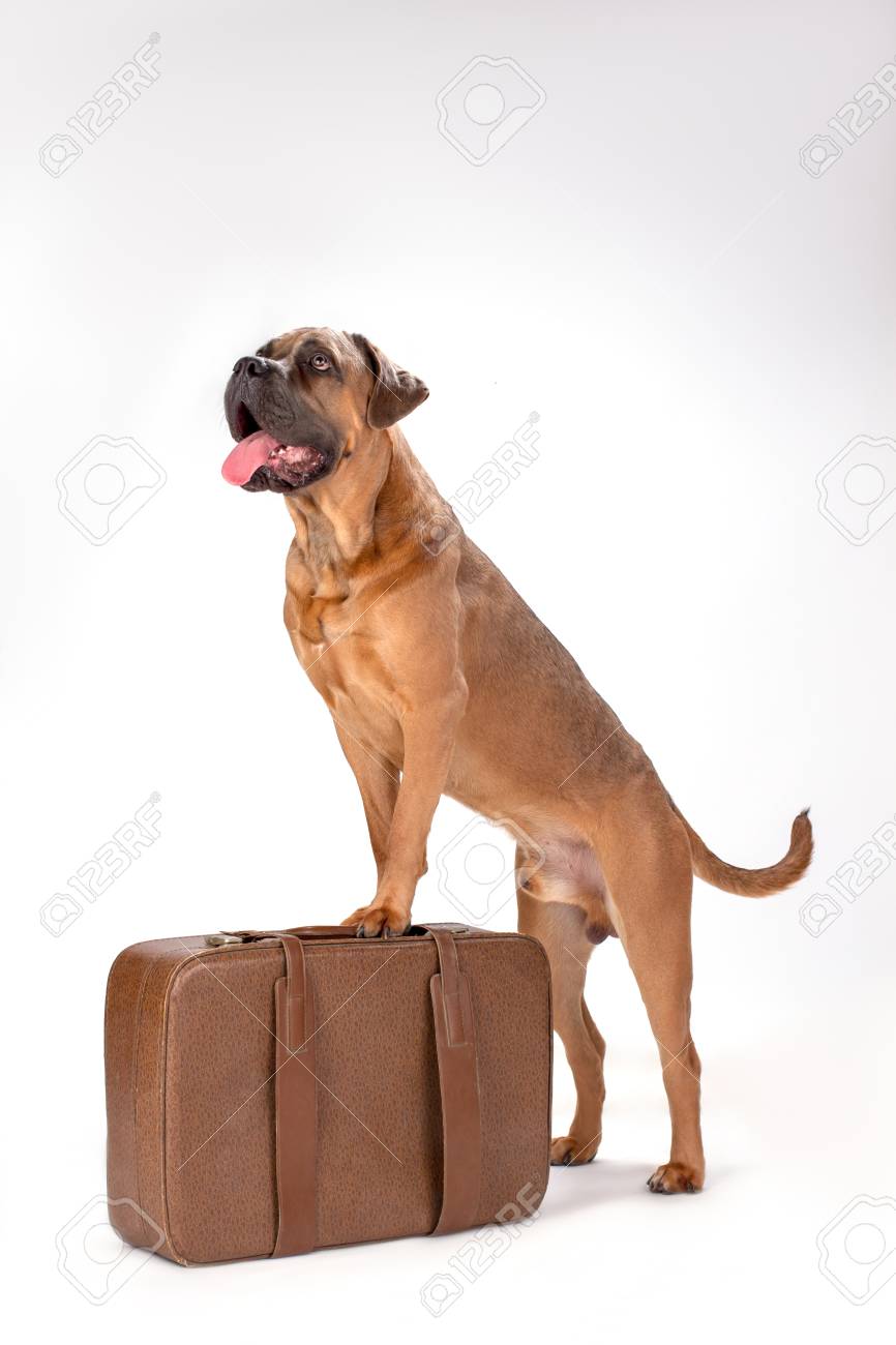 Cute Italian Mastiff On Travel Suitcase Portrait Of Beautiful