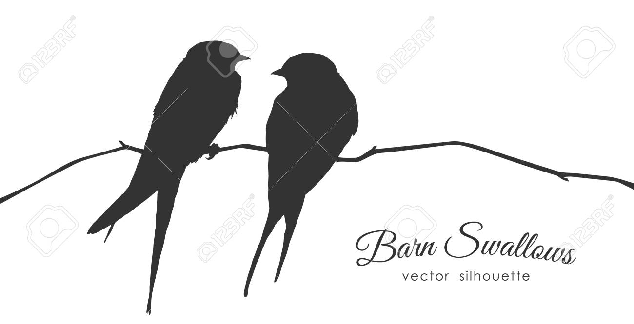 Vector illustration: Isolated Silhouette of two Barn Swallows sitting on a dry branch on white background. - 94716083 Vector illustration: Isolated Silhouette of two Barn Swallows sitting on a dry branch on white background. - 94716083