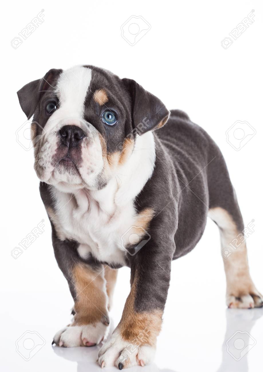 gray english bulldog puppies