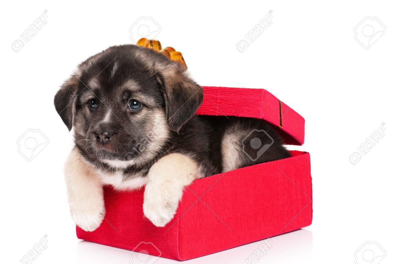 puppy present box