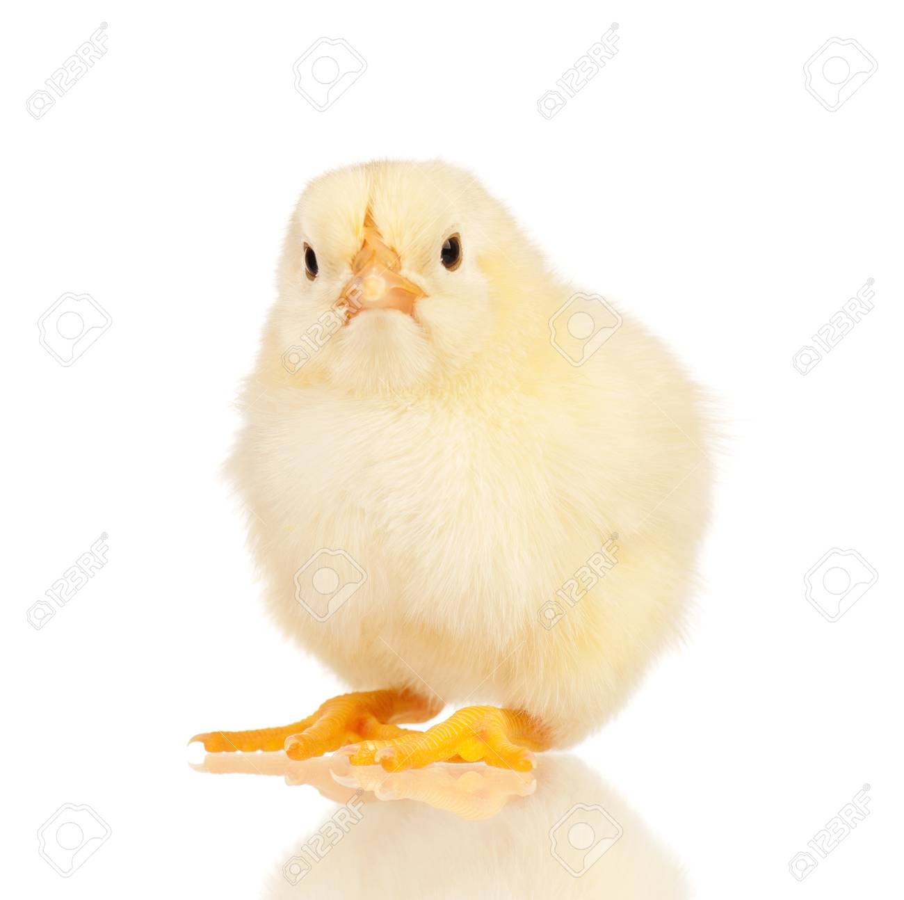 cute little chicken isolated on white background stock photo