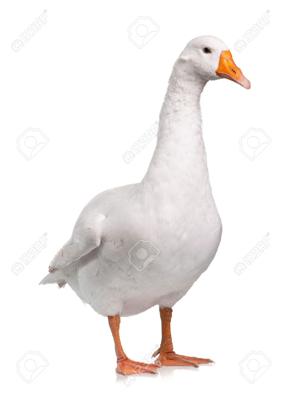 goose stock photos royalty free goose images