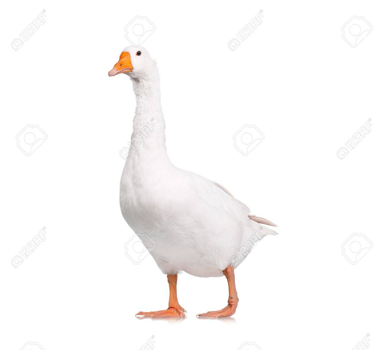 goose stock photos royalty free goose images