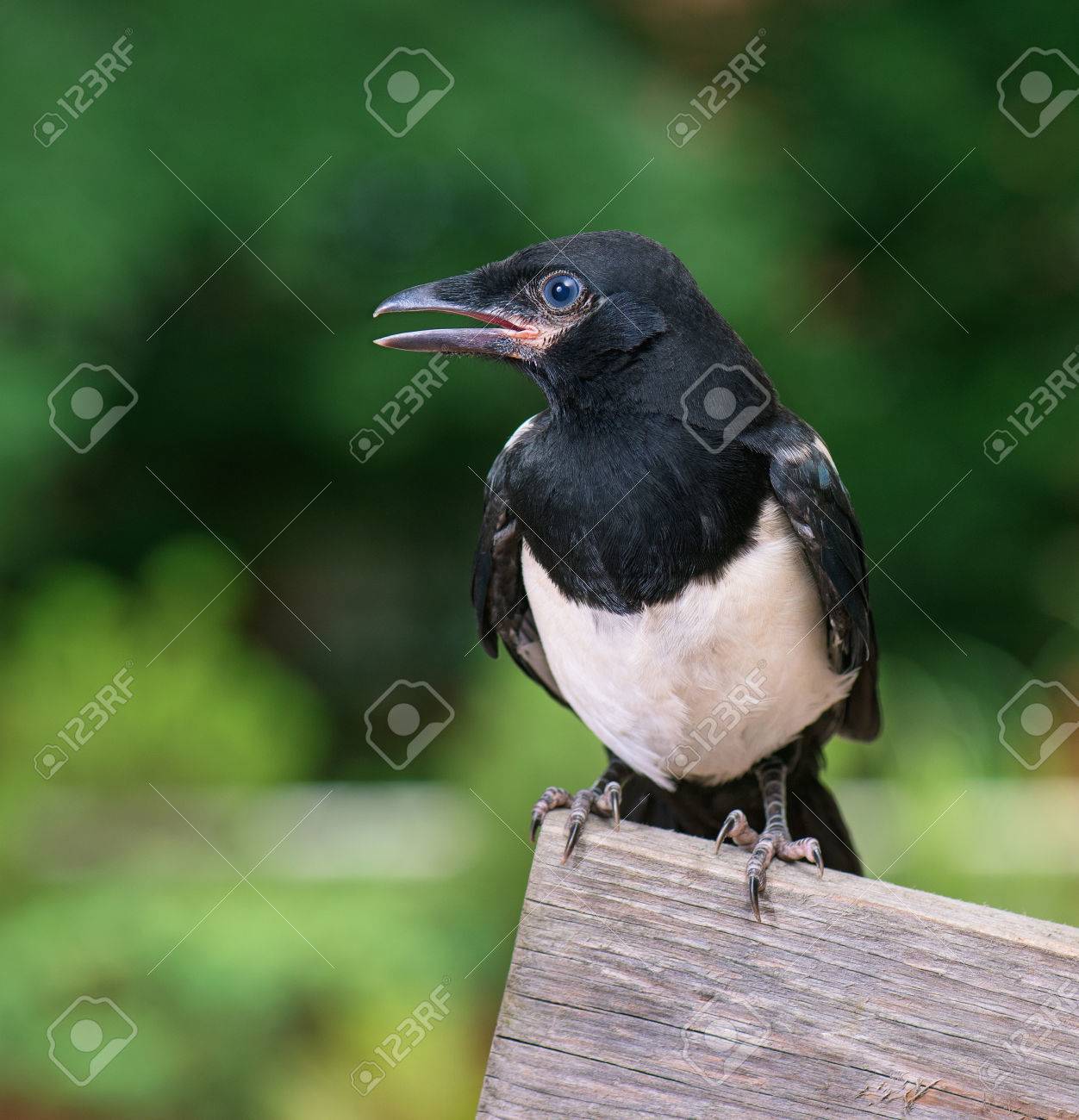 La Vue à Proximité Du Nid De Pie Sur Une Clôture En Bois Oiseau Sur Une Clôture En Bois