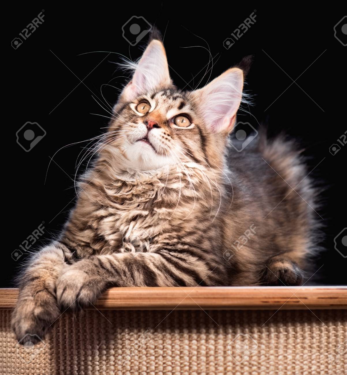 black tabby mackerel