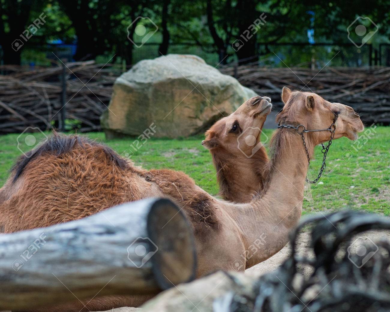 Schone Tier Einzelne Buckel Kamel Mutter Kamel Mit Baby Lizenzfreie Fotos Bilder Und Stock Fotografie Image 64208201