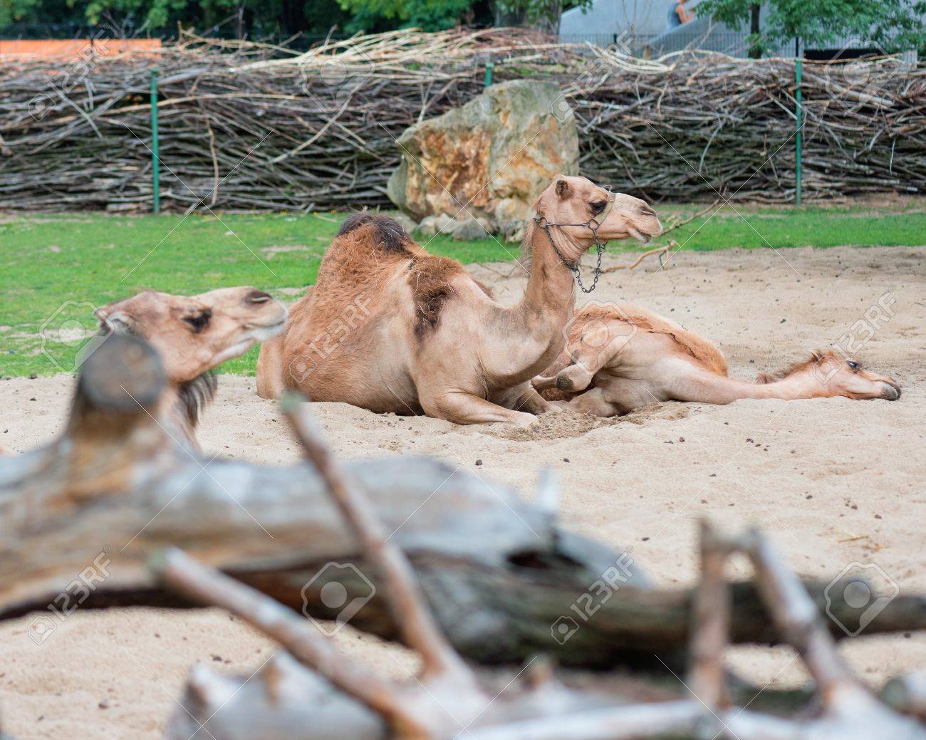 Schone Tier Einzelne Buckel Kamel Mutter Kamel Mit Baby Lizenzfreie Fotos Bilder Und Stock Fotografie Image 64208203
