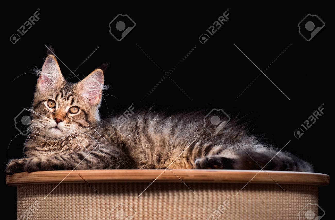 black tabby mackerel