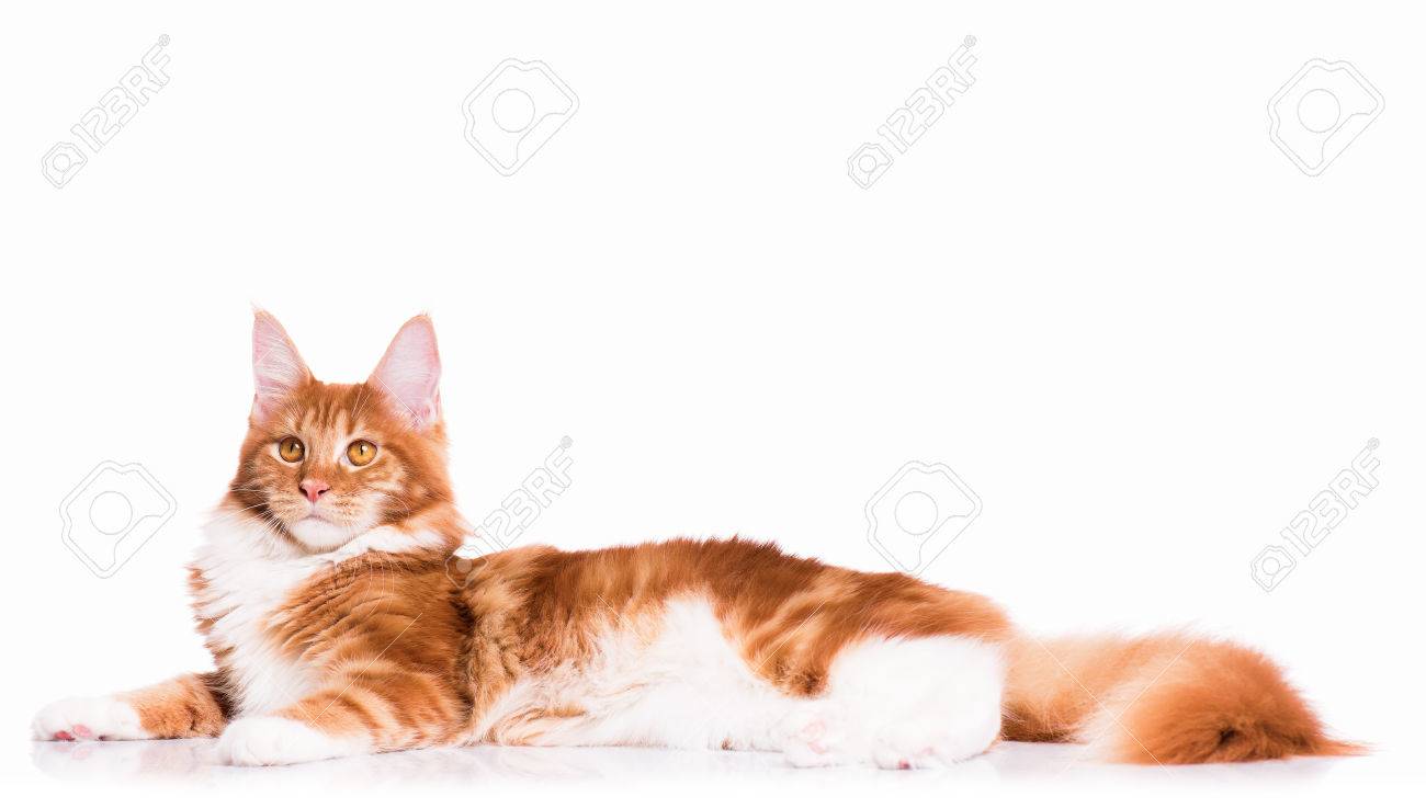 国内の赤メインクーン子猫 - 8 ヶ月の肖像画。横になると、離れて見て 