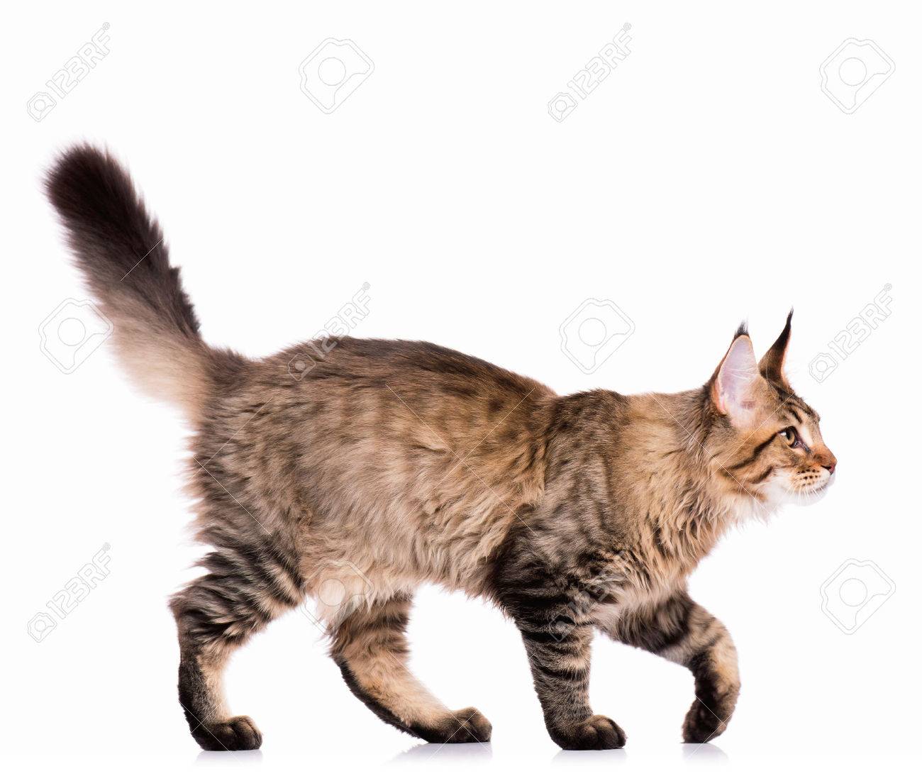 Portrait De Chat Tigre Noir Interieur Maine Coon Kitten 5 Mois Mignon Jeune Chat Isole Sur Fond Blanc Vue De Cote D Un Curieux Jeune Raye Chat Marche Banque D Images Et Photos
