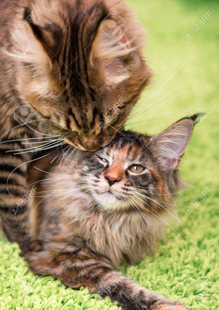 Mere Chat Lecher Le Visage De Petit Chaton Maine Coon Tabby Chat Noir Avec Son Ecaille Chaton Close Up Photo D Aimer Les Adultes Et Les Jeunes Chats Banque D Images Et Photos Libres De