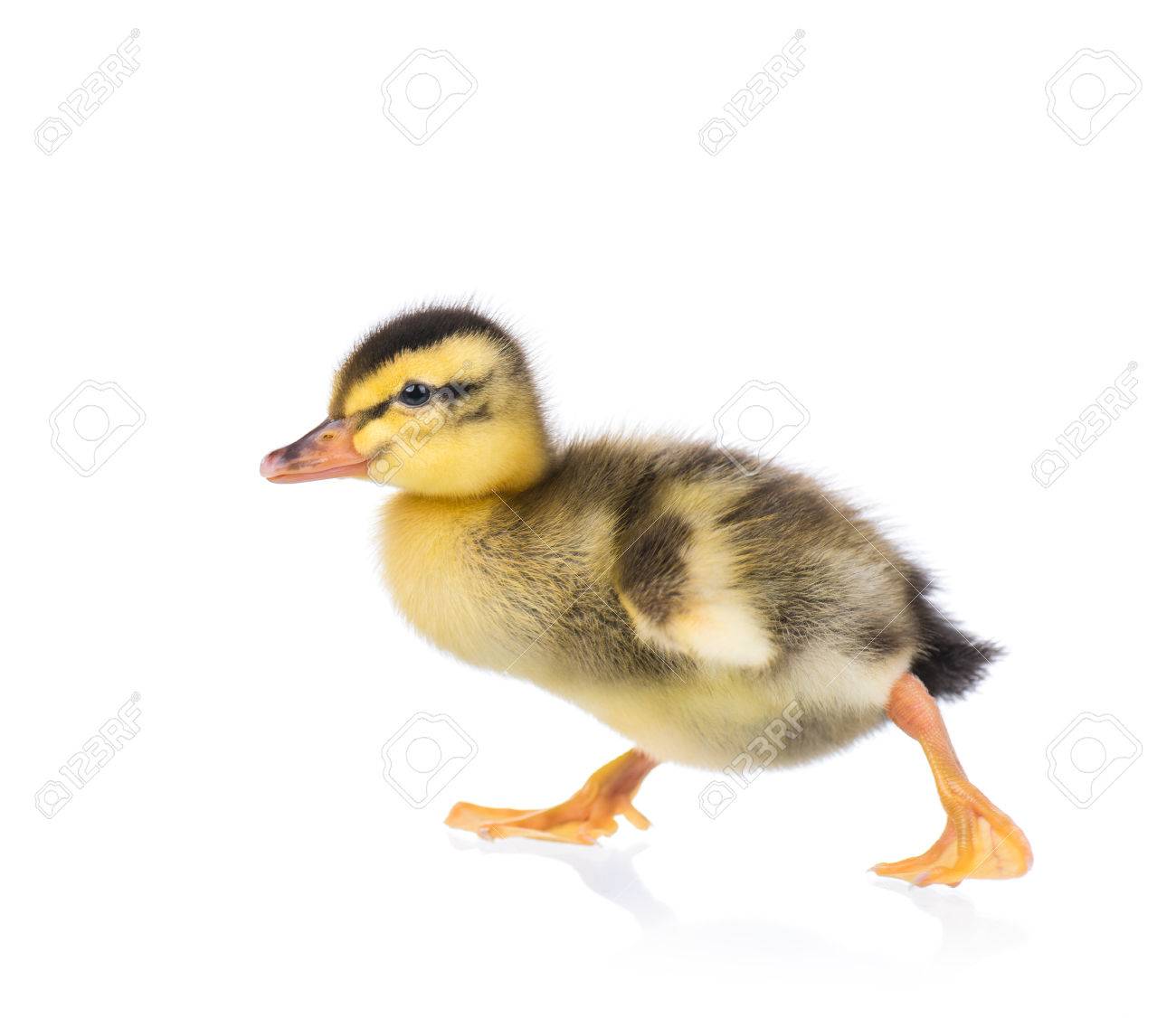 cute little newborn fluffy duckling one young duck isolated stock