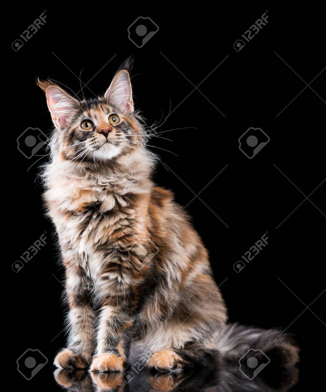 Portrait De Chaton Maine Coon En Ecaille De Tortue Domestique Kitty Moelleux Sur Fond Noir Close Up Studio Photo Adorable Curieux Jeune Chat En Detournant Les Yeux Banque D Images Et Photos Libres De Portrait De Chaton Maine Coon En Ecaille De Tortue Domestique Kitty Moelleux Sur Fond Noir Close Up Studio Photo Adorable Curieux Jeune Chat En Detournant Les Yeux Banque D Images Et Photos Libres De